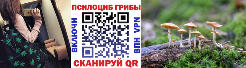 Купить закладки  Нововоронеж  Псилоцибиновые грибы Cubensis 